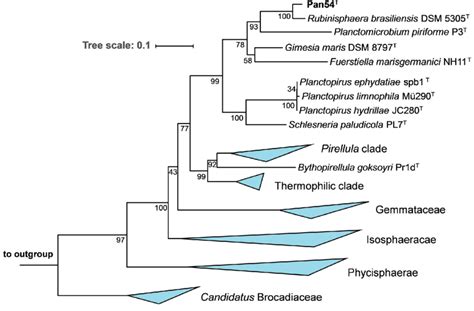 Phylogenetic Analysis The Phylogenetic Tree Highlighting The Position