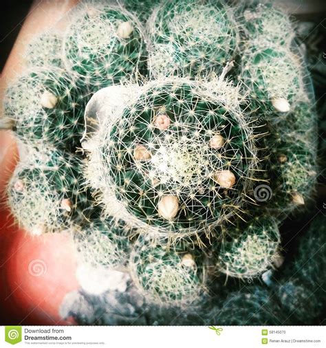 Cactus Stock Photo Image Of Cacti Mammillaria Crinita 58145070