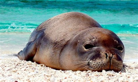 Foca Monge Do Caribe - Foca Monje Del Caribe