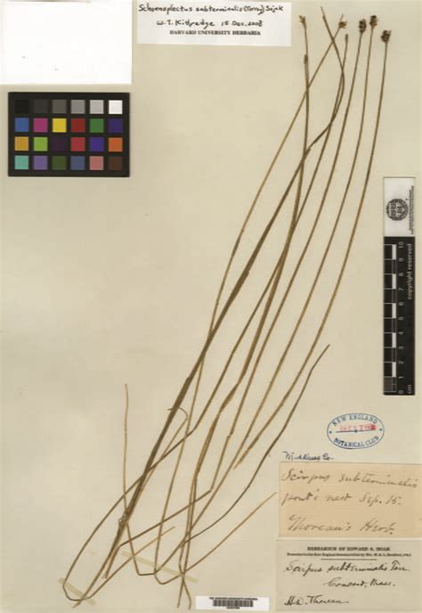 The Brave New World Of The Digital Herbarium Revista