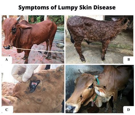 Lumpy Skin Disease Reason And Mitigation Methodologies Cedsi