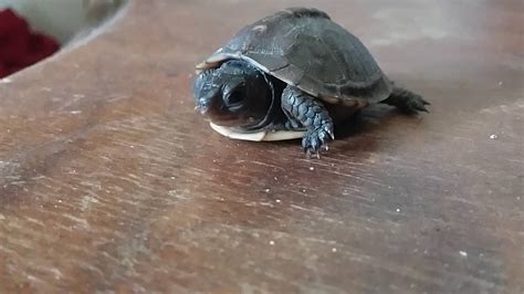 Super Cute Must See Quarter Sizes Baby Land Turtle Youtube