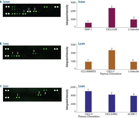 Proteome Profiler Rat Cytokine Array Kit Panel A ARY008 By R D