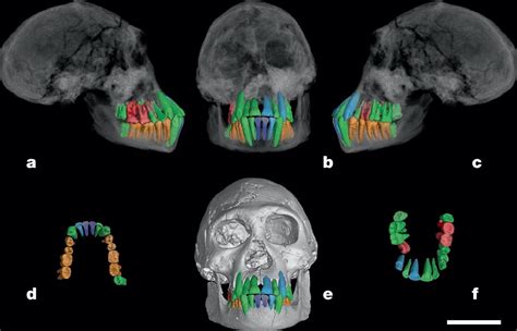 ancient teeth teach   human development  dr pine
