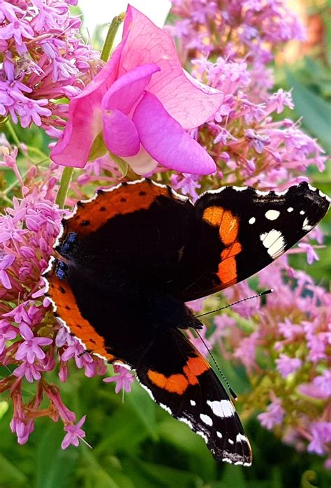 Butterflies in my Garden