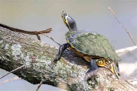 yellow bellied slider  basking