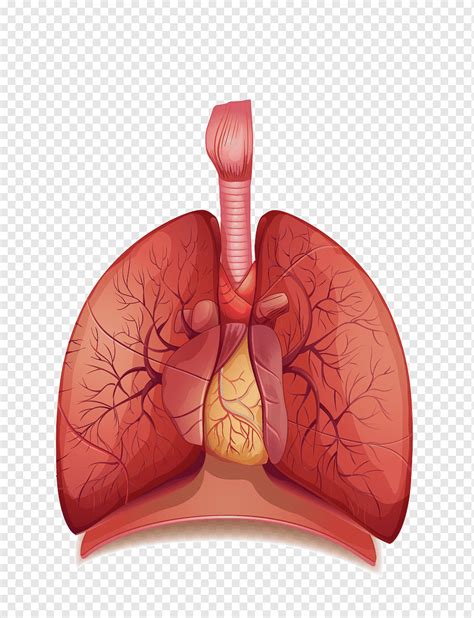 Ilustra O De Pulm Es O Sistema Respirat Rio Humano Respira O