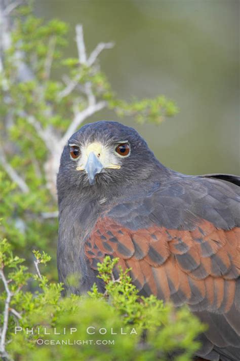 Harris Hawk Parabuteo Unicinctus