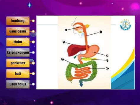 Organ Pencernaan Manusia Labelled Diagram