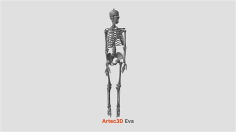 Human Skeleton D Model By Artec D A Sketchfab