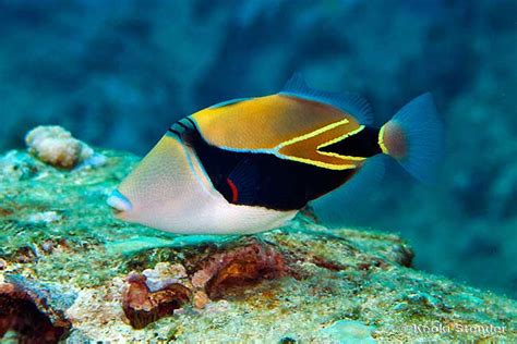 Reef Triggerfish Rhinecanthus Rectangulus Tims Tropical Fish And