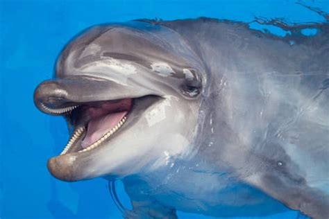 Smiling Dolphin - Photos by Canva