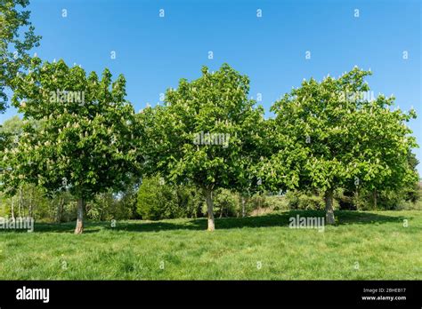 Flowering Horse Chestnut Trees Aesculus Hippocastanum In April Uk