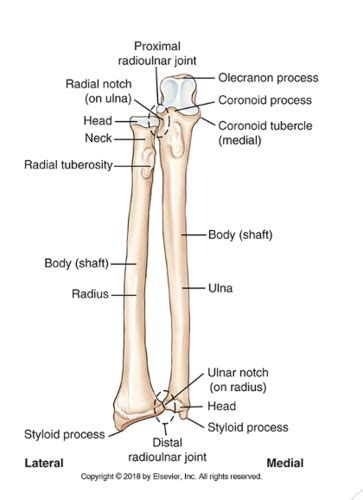 Forearm And Elbow Anatomy And Pathologies Flashcards Quizlet