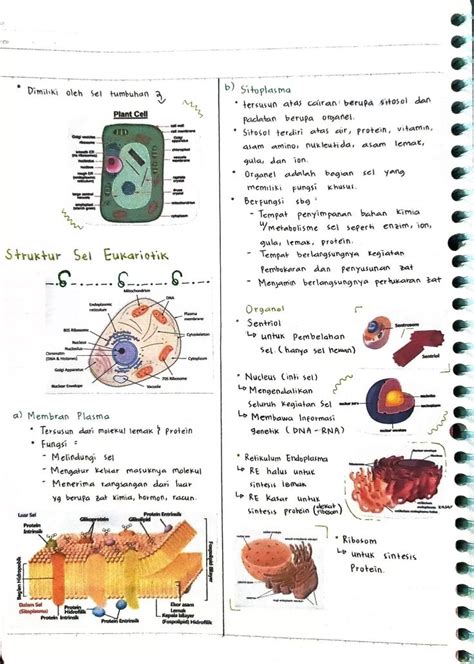 Sel Tumbuhan Dan Sel Hewan Fungsi Emma Berry