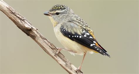 Forty Spotted Pardalote The Rarest Bird In Australia