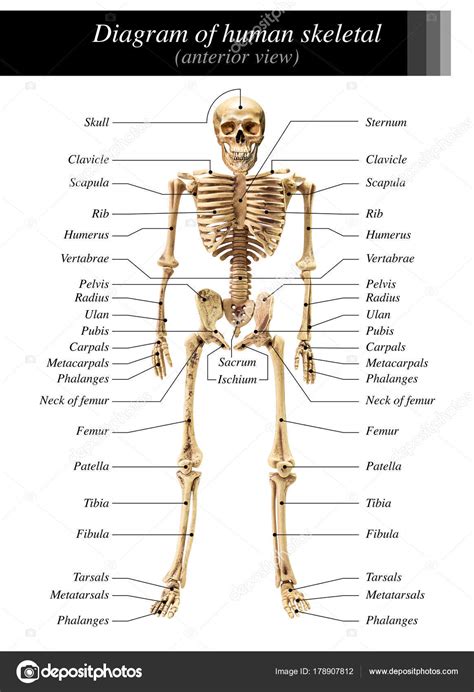 Schéma du squelette humain Photo de stock par fotoslaz 178907812