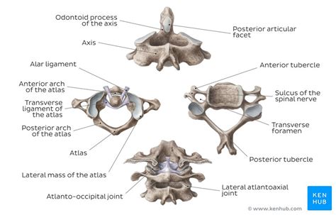 Vertebral Column: Anatomy, vertebrae, joints & ligaments | Kenhub