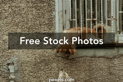 Animals Meeting Photos Download The Best Free Animals Meeting Stock