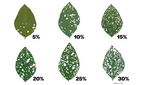 Redheaded Flea Beetles In Soybean