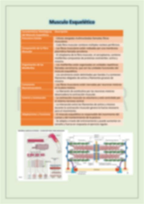 SOLUTION Histologia Tejido Muscular Ross Studypool