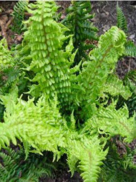 Fausse Foug Re M Le Crispa Dryopteris Affinis Le Jardin Du Pic Vert