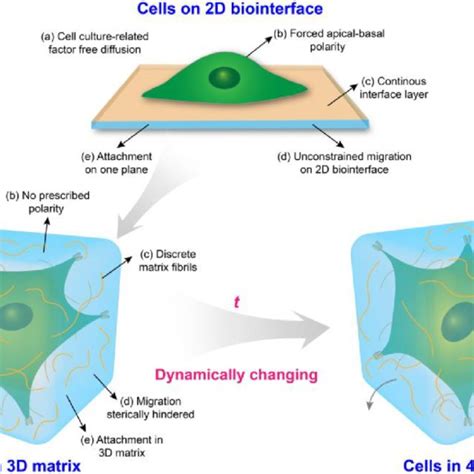 Variables Within The Cellmicroenvironment Interface Can Invoke A