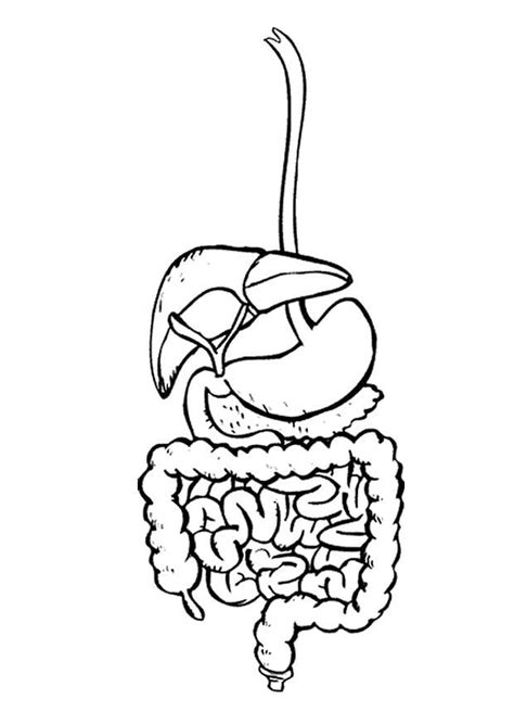 Coloring Page Digestive System Free Printables Img 9492