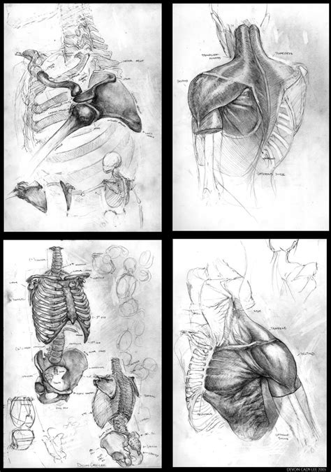 Anatomical Sketch Series I By Gorrem On DeviantArt