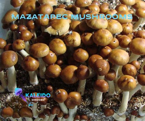 Mazatapec mushroom spores – Kaleido Shrooms