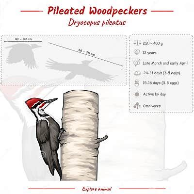 Infographic of a Pileated Woodpecker Stock Vector - Illustration of ...