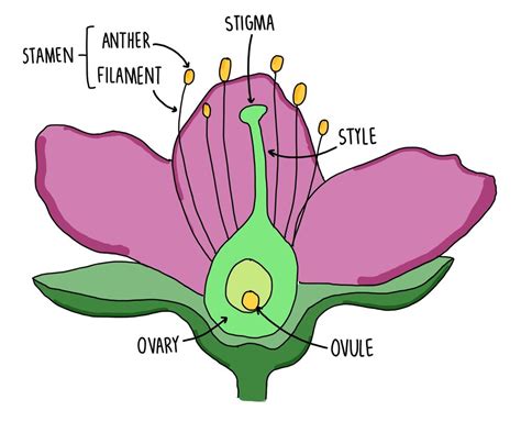 parts  flower pollination  fertilization worksheet answers