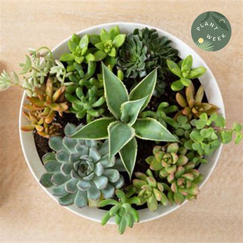 how to care for a succulent plant