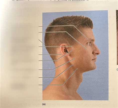 BIO 228 Surface Anatomy Diagram Quizlet