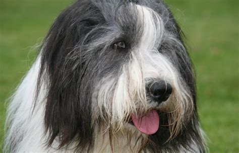 Der Bearded Collie Sbcc Schweizerischer Bearded Collie Club