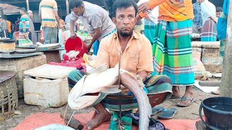 পদ্মার ৬ কেজি ওজনের বোয়াল মাছ কাটিং মাওয়া ঘাট। Padma River 6kg Boal