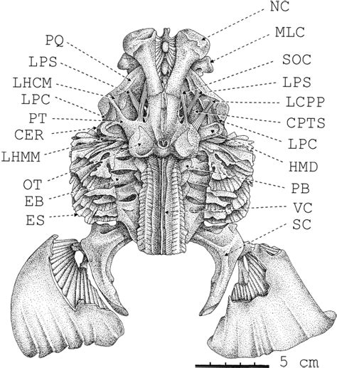 Dorsal View Of The Chondrocranium Mandibular Hyoid And Branchial