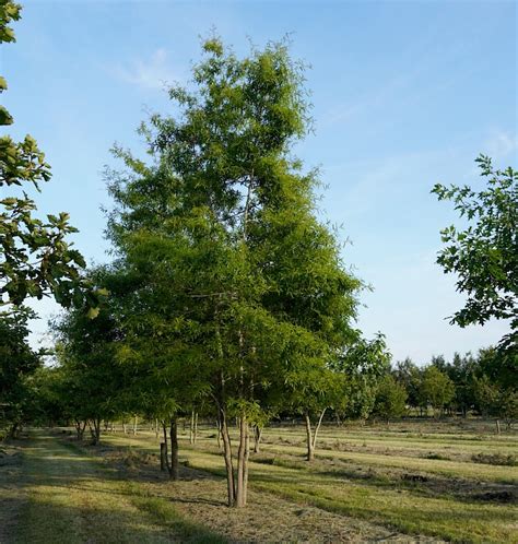 Udenhout Trees Quercus Phellos