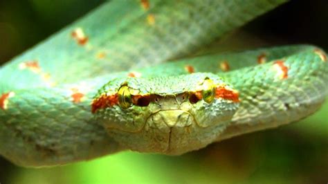 Trimeresurus Albolabris Spesies Viper Hijau Dengan Bisa Mematikan