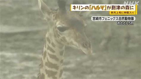 キリン復活へ 動物園「到津の森公園」に7月上旬 宮崎から｜nhk 北九州のニュース