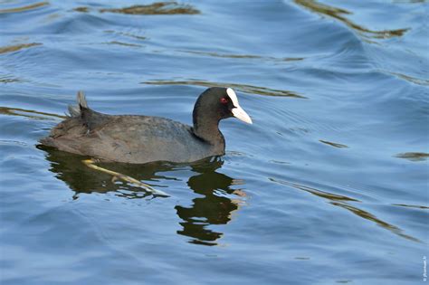 Foulque macroule Fulica atra Eurasian Coot Blässhuhn Site de test