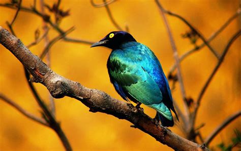 wild bird wallpapers top  wild bird backgrounds wallpaperaccess