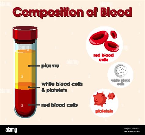 Diagram Showing Composition Of Blood Stock Vector Image Art Alamy