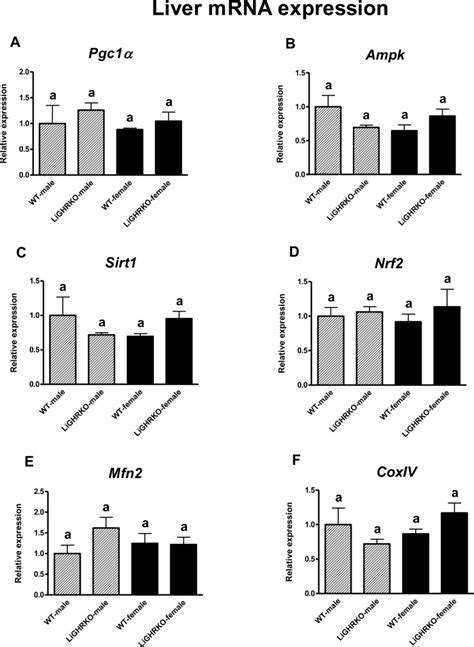 Gene Expression Of Key Regulators Of Mitochondrial Biogenesis Is Sex