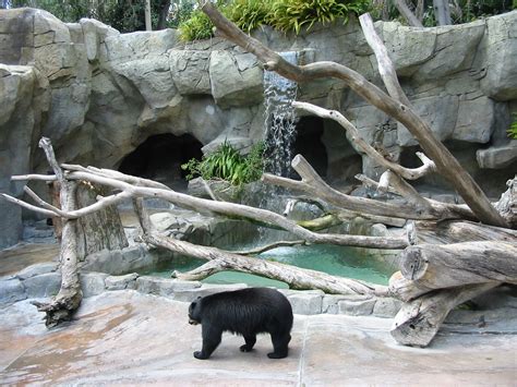 San Diego Zoo 2003 - Spectacled Bear exhibit in Bear Canyon - ZooChat