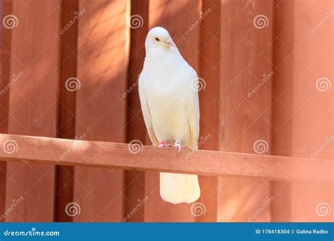 White Bird Sitting On A Branch Bird Is Close Up Wild Nature Concept