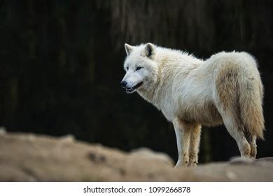 Arctic Wolf Canis Lupus Tundrarum Portraits Stock Photo 423936157