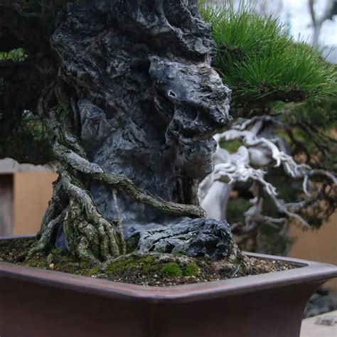 Creating Bonsai On Rock: A Step-by-Step Guide