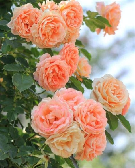 Natalca Beautiful Rose Flowers Beautiful Flowers Pictures Exotic