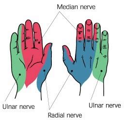 Wrist And Hand Anatomy And Biomechanics Flashcards Quizlet